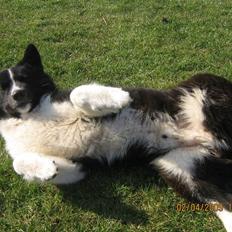 Karelsk bjørnehund Bjørnehuset Samson R.I.P