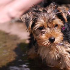 Yorkshire terrier Ella