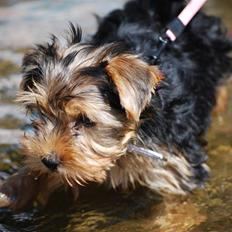 Yorkshire terrier Ella