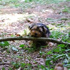 Yorkshire terrier Ella