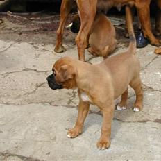 Boxer Thor....RIP D.15-1-10