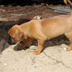 Boxer Thor....RIP D.15-1-10