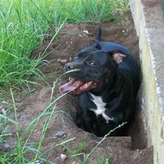 Staffordshire bull terrier Tenka