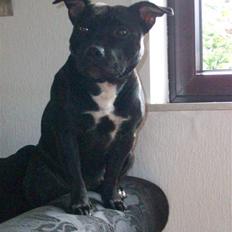 Staffordshire bull terrier Tenka