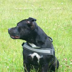 Staffordshire bull terrier Tenka