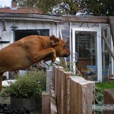 Blanding af racer Fatty - R.I.P