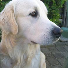 Golden retriever Catithre Paw(Rocky)