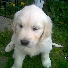 Golden retriever Catithre Paw(Rocky)