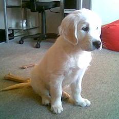 Golden retriever Catithre Paw(Rocky)
