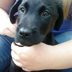 Blanding af racer Zamba