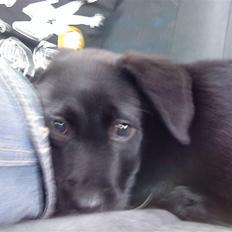 Blanding af racer Zamba