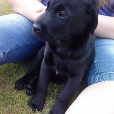 Blanding af racer Zamba