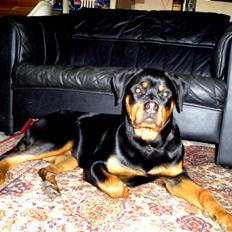 Rottweiler Xena