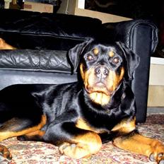 Rottweiler Xena