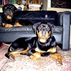 Rottweiler Xena
