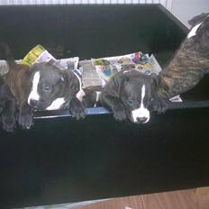 Amerikansk staffordshire terrier chico