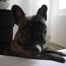 Fransk bulldog Tyson