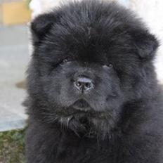 Chow chow Anton