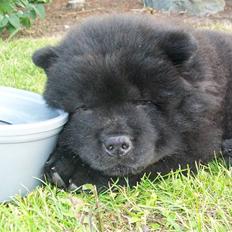 Chow chow Anton