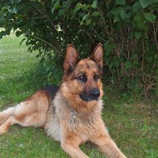 Schæferhund Nemo