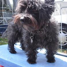 Cairn terrier Trunte - R.I.P † 