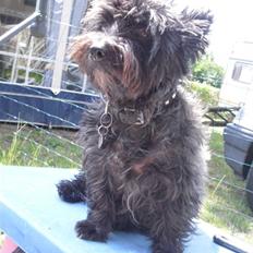 Cairn terrier Trunte - R.I.P † 