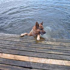 Schæferhund Nemo