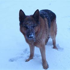 Schæferhund Nemo