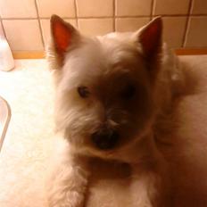 West highland white terrier Mickey
