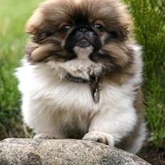 Pekingeser Manfred