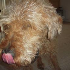 Irsk terrier Gismo DØD;(