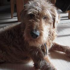 Irsk terrier Gismo DØD;(