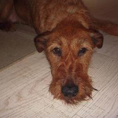 Irsk terrier Chilli