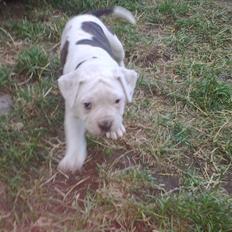 Amerikansk bulldog Margrethelunds Peewee