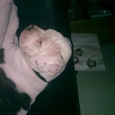 Amerikansk bulldog Margrethelunds Peewee