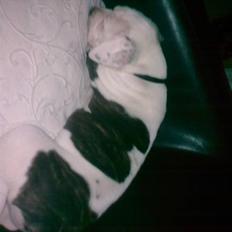 Amerikansk bulldog Margrethelunds Peewee