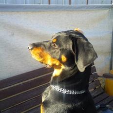 Blanding af racer zim sam