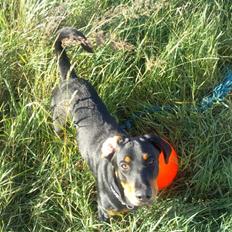 Blanding af racer zim sam