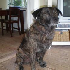 Blanding af racer Bastian