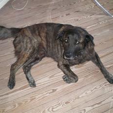 Blanding af racer Bastian