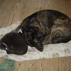 Blanding af racer Bastian