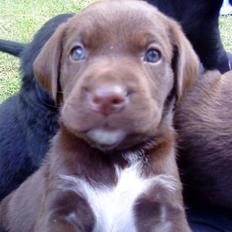 Blanding af racer Brownie