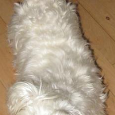 West highland white terrier Miss Sophie