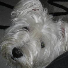 West highland white terrier Miss Sophie