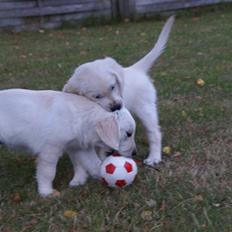 Golden retriever Coco