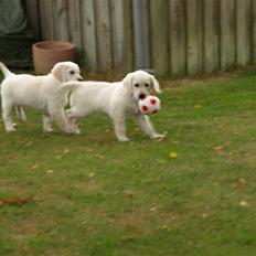 Golden retriever Coco