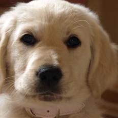 Golden retriever Coco