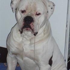 Amerikansk bulldog Donut R.I.P