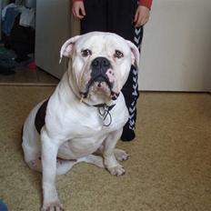 Amerikansk bulldog Donut R.I.P