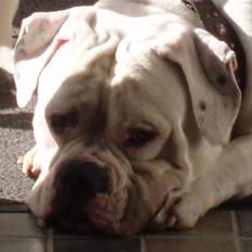 Amerikansk bulldog Donut R.I.P